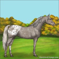 Horse Color:Silver Grullo Appaloosa 