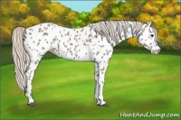 Horse Color:Silver Grullo Near Leopard 
