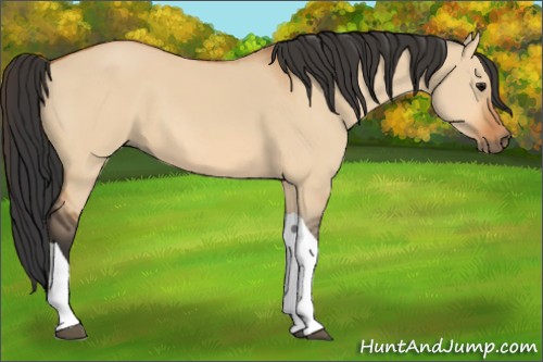Horse Color:Bay Dun Tobiano 
