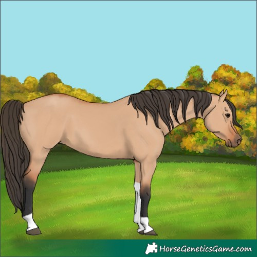 Horse Color:Bay Dun Tobiano 