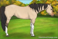 Horse Color:Bay Dun Tobiano 
