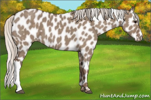 Horse Color:Silver Grullo Appaloosa 