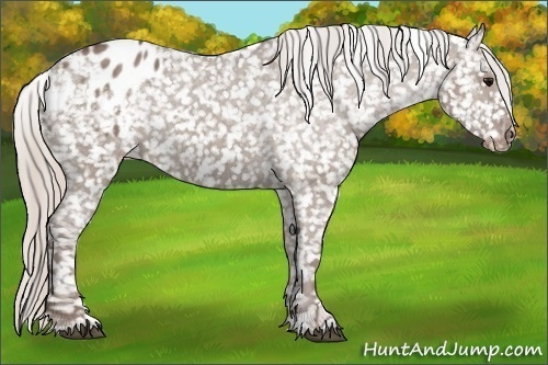 Horse Color:Silver Grullo Appaloosa 