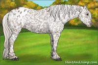 Horse Color:Silver Grullo Appaloosa 