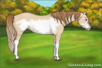 Horse Color:Red Dun Splash Frame