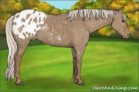 Horse Color:Silver Grullo Appaloosa 