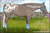 Horse Color:Silver Grullo Blanket 