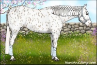 Horse Color:Silver Grullo Appaloosa 