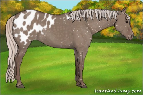 Horse Color:Silver Grullo Appaloosa 