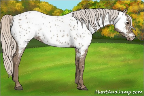 Horse Color:Silver Grullo Appaloosa 
