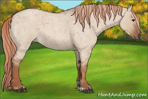 Horse Color:Red Dun Roan