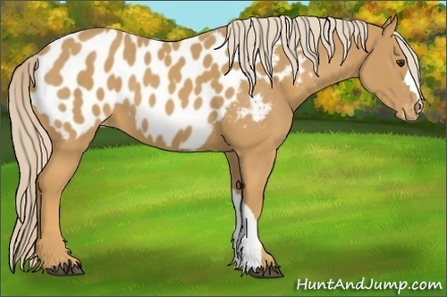 Horse Color:Palomino Appaloosa 