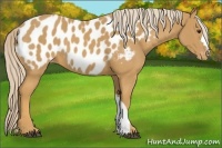 Horse Color:Palomino Appaloosa