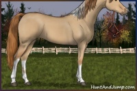 Horse Color:Red Dun Tobiano