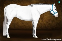 Horse Color:Black Near Fewspot Rabicano