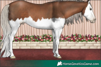 Horse Color:Gray White Spotted Silver Black Pearl Splash 