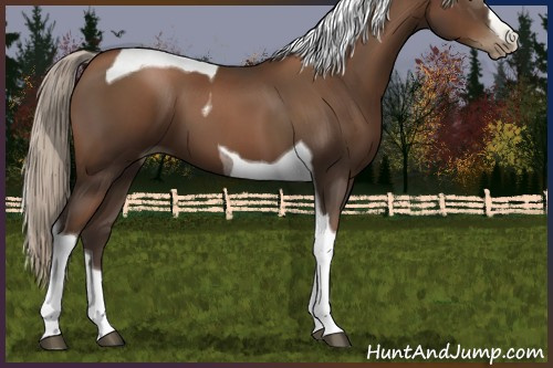 Horse Color:Gray Silver Black Pearl Tobiano