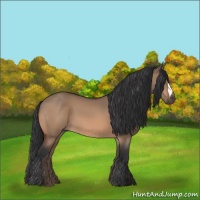Horse Color:Bay Dun 