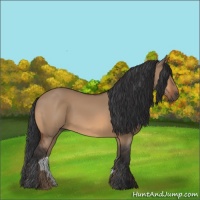 Horse Color:Bay Dun