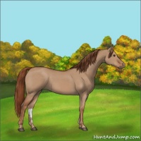 Horse Color:Red Dun 