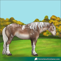 Horse Color:Gray White Spotted Silver Black Pearl Tobiano