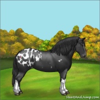 Horse Color:Black Appaloosa 
