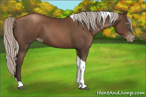 Horse Color:Gray Silver Black Pearl Tobiano