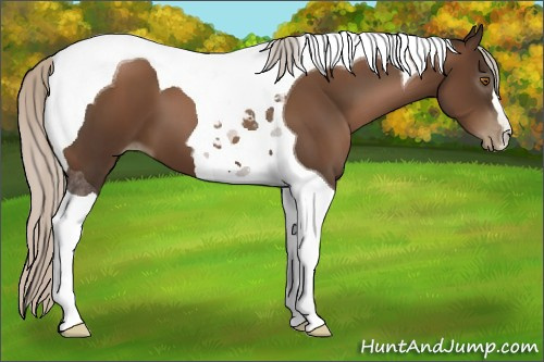 Horse Color:Gray Silver Black Pearl Tobiano 