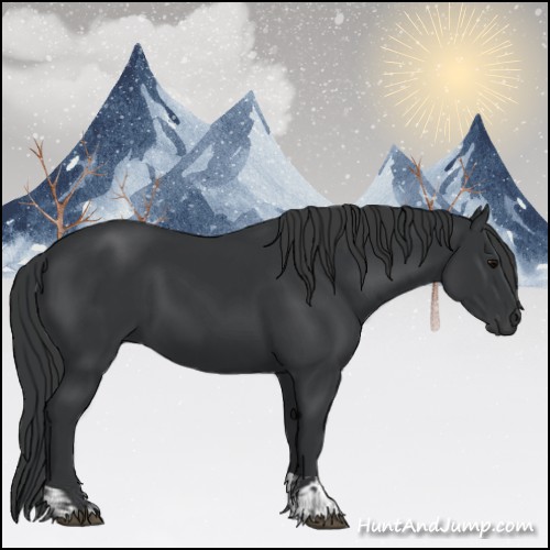 Horse Color:Black  and Black 