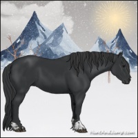 Horse Color:Black  and Black 