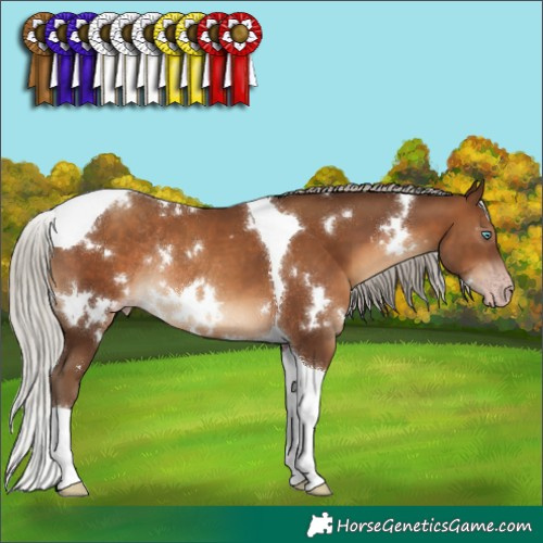 Horse Color:Gray White Spotted Silver Sable Champagne Tobiano Rabicano