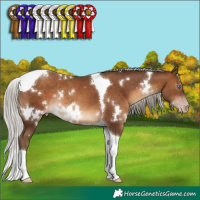 Horse Color:Gray White Spotted Silver Sable Champagne Tobiano Rabicano