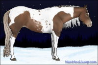 Horse Color:Gray Silver Black Pearl Tobiano