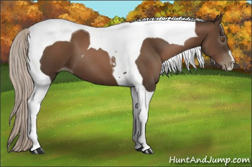 Horse Color:Gray Silver Black Pearl Tobiano