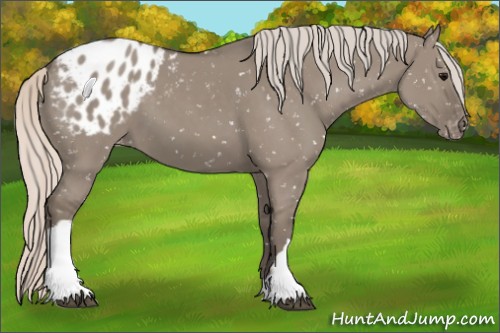 Horse Color:Silver Grullo Appaloosa 
