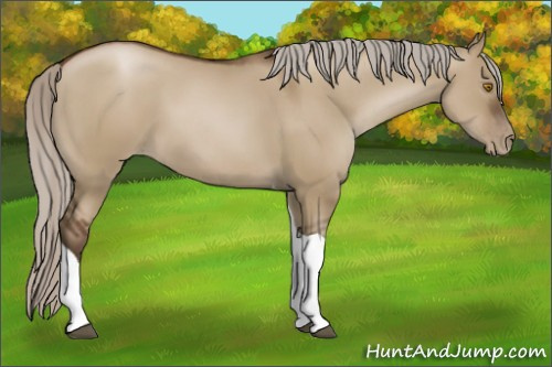 Horse Color:Gray Silver Grullo Pearl Tobiano