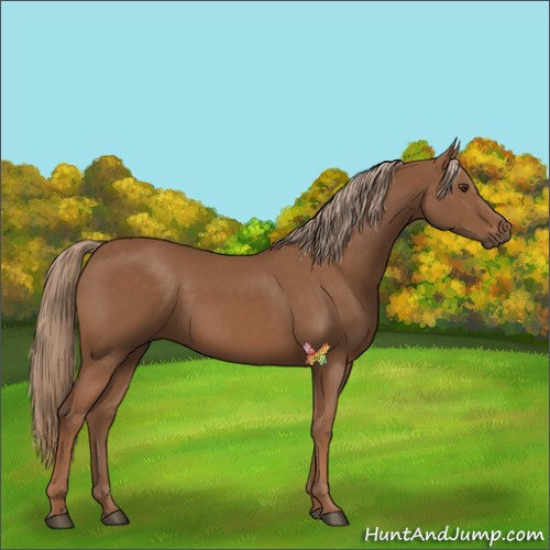 Horse Color:Chestnut 
