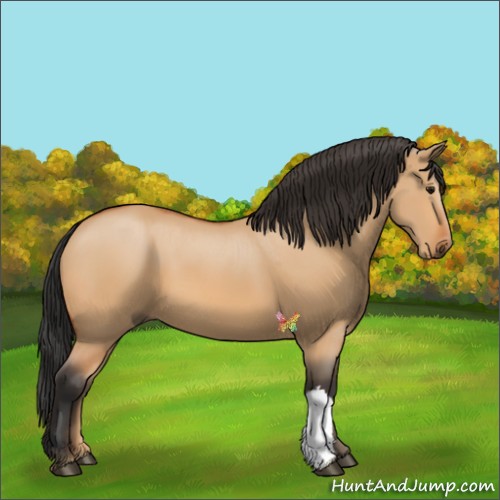 Horse Color:Bay Dun 