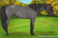 Horse Color:Smoky Blue Roan 