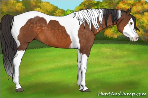 Horse Color:Buckskin Splash Tobiano