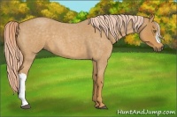 Horse Color:Palomino Roan 