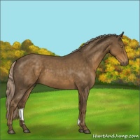 Horse Color:Chocolate Palomino Roan 