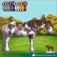 Horse Color:White Spotted Chocolate Black Sabino 