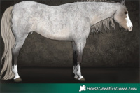 Horse Color:Silver Smoky Blue Roan 