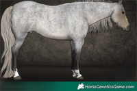 Horse Color:Silver Smoky Blue Roan