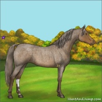 Horse Color:Chocolate Palomino Roan 