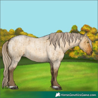 Horse Color:Chocolate Palomino Roan Dun Mushroom Brindle