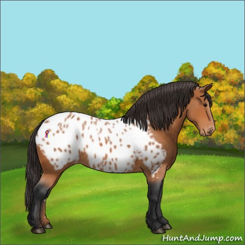 Horse Color:Bay Appaloosa 