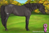 Horse Color:Smoky Blue Roan 