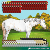 Horse Color:Gray Buckskin Pearl Tobiano Appaloosa 